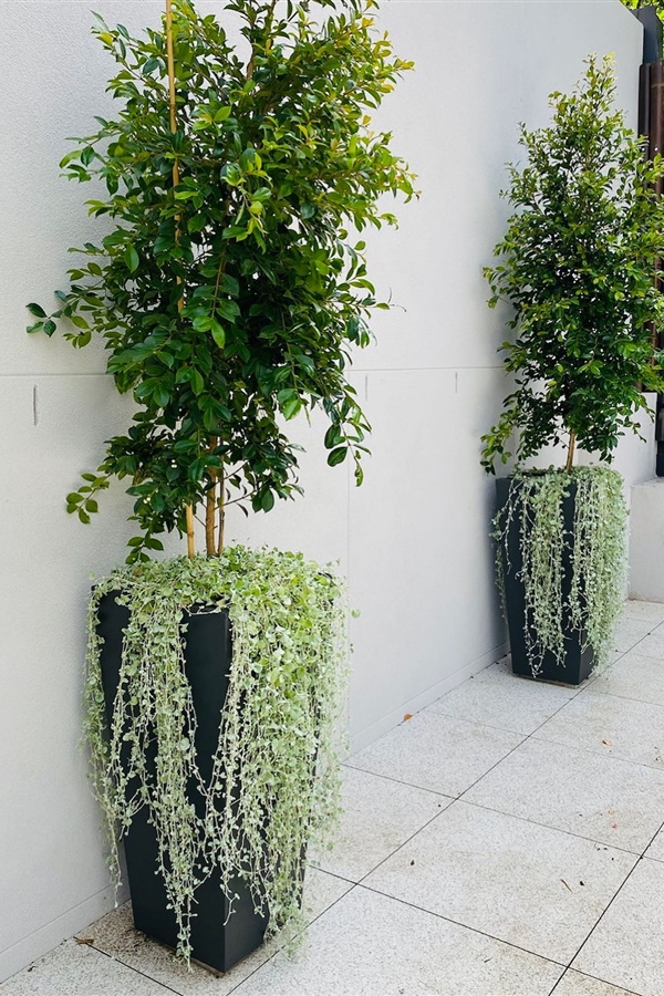 Creative Outdoor Pots