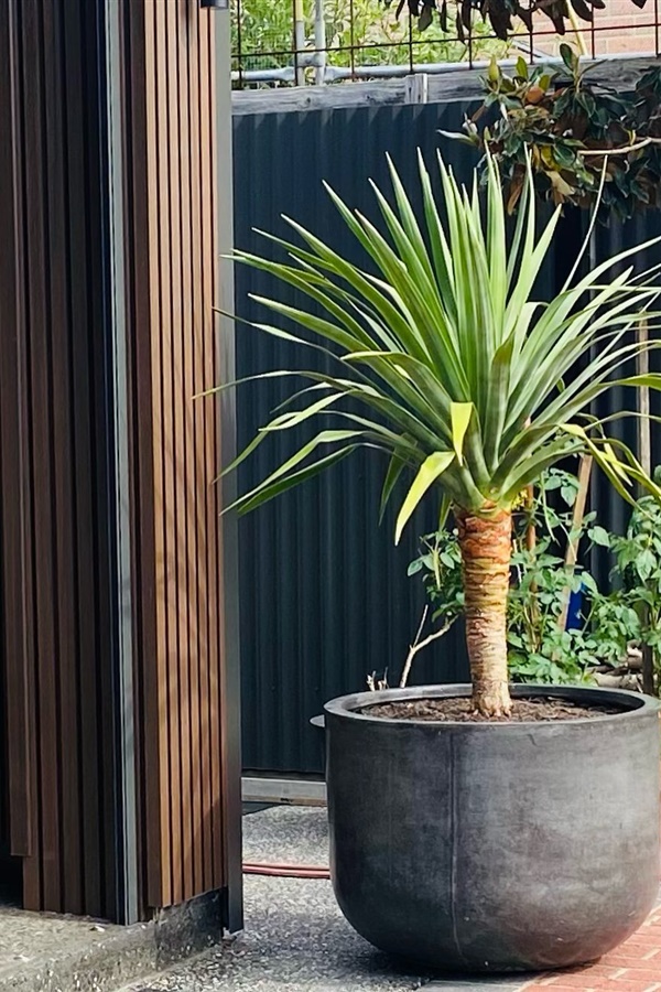 Creative Outdoor Pots